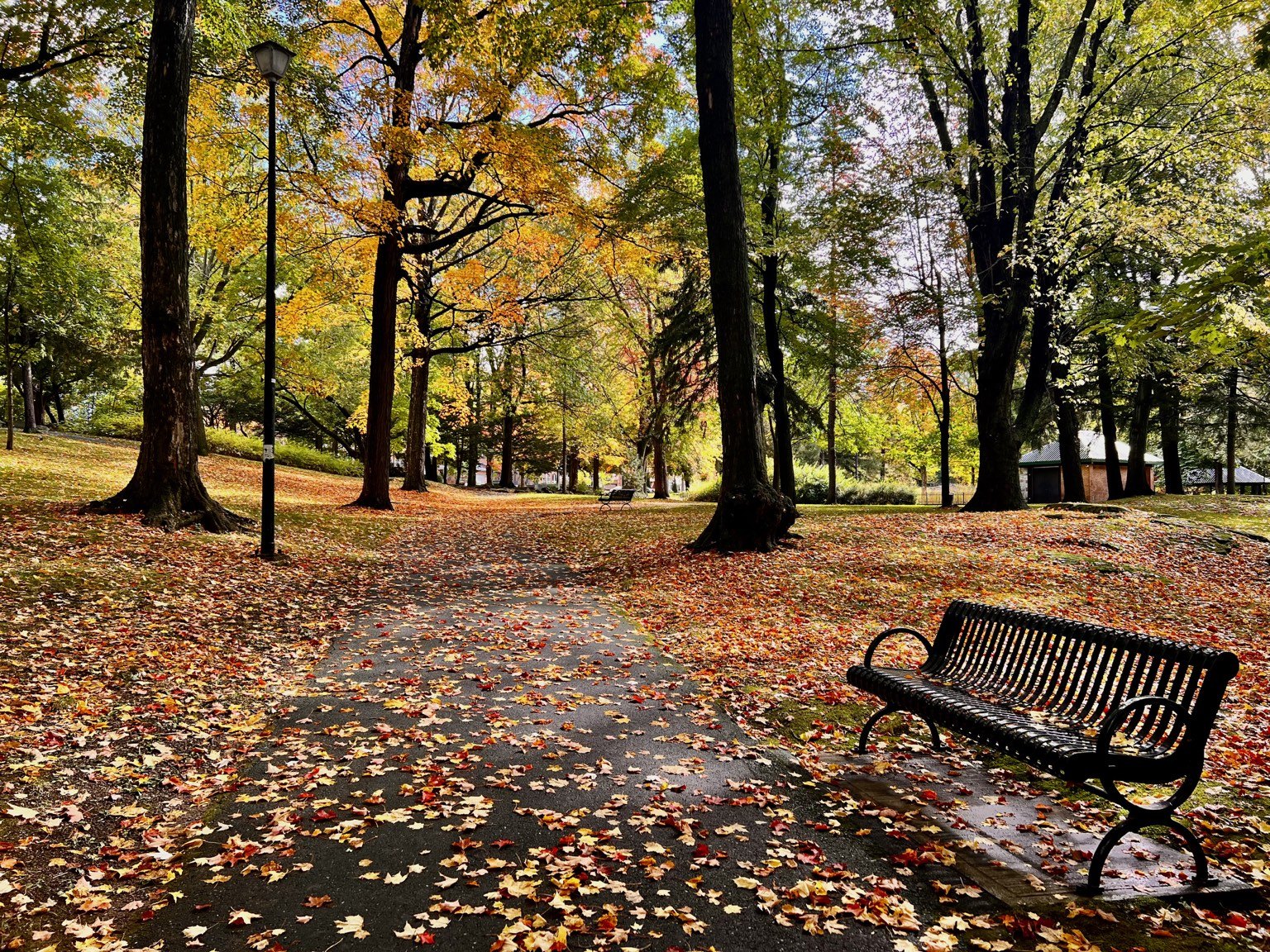 Autumn park path with bench, leaves and warm trees